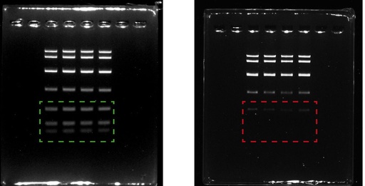 [Eletro3ks200] Molecular Biology Grade Agarose